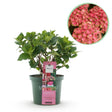 Livraison plante Hortensia Magical Green Fire – Pot 23 cm – Hauteur 55 cm