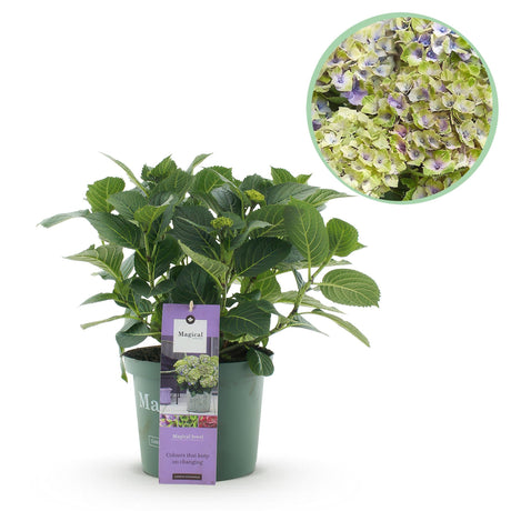 Livraison plante Hortensia Magical Jewel Blue – Pot 23 cm – Hauteur 55 cm