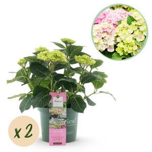 Livraison plante Hortensia Magical Jewel Pink – Lot de 2 – Hauteur 55 cm