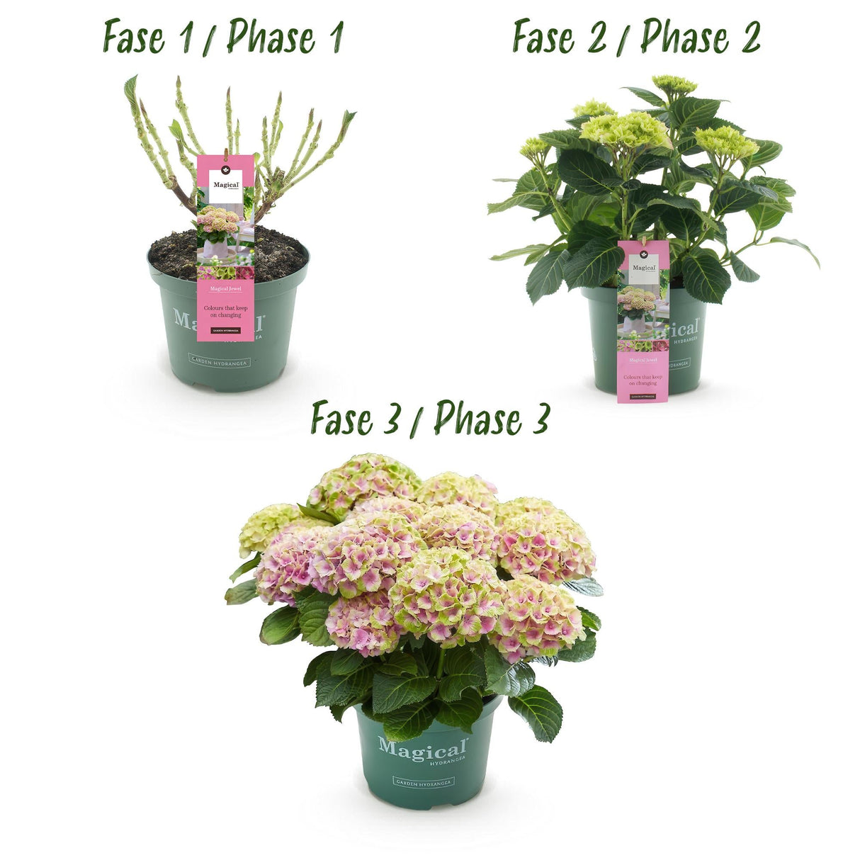 Livraison plante Hortensia Magical Jewel Pink – Lot de 2 – Hauteur 55 cm