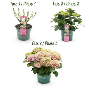 Livraison plante Hortensia Magical Jewel Pink – Lot de 2 – Hauteur 55 cm