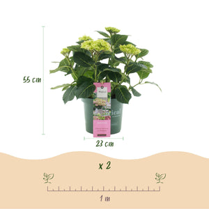 Livraison plante Hortensia Magical Jewel Pink – Lot de 2 – Hauteur 55 cm