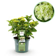 Livraison plante Hortensia Magical Noblesse – Pot 23 cm – Hauteur 55 cm