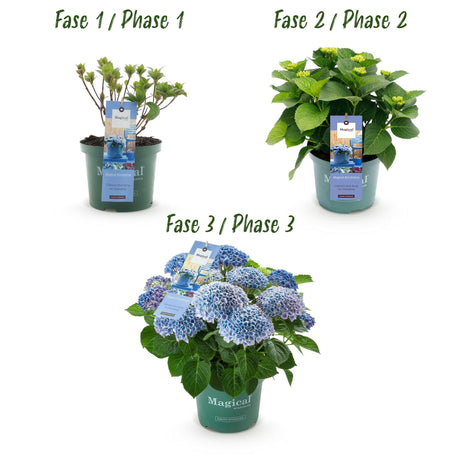 Livraison plante Hortensia Magical Revolution Blue – Pot 23cm – Hauteur 55cm