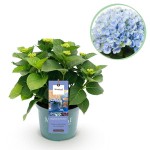 Livraison plante Hortensia Magical Revolution Blue – Pot 23cm – Hauteur 55cm
