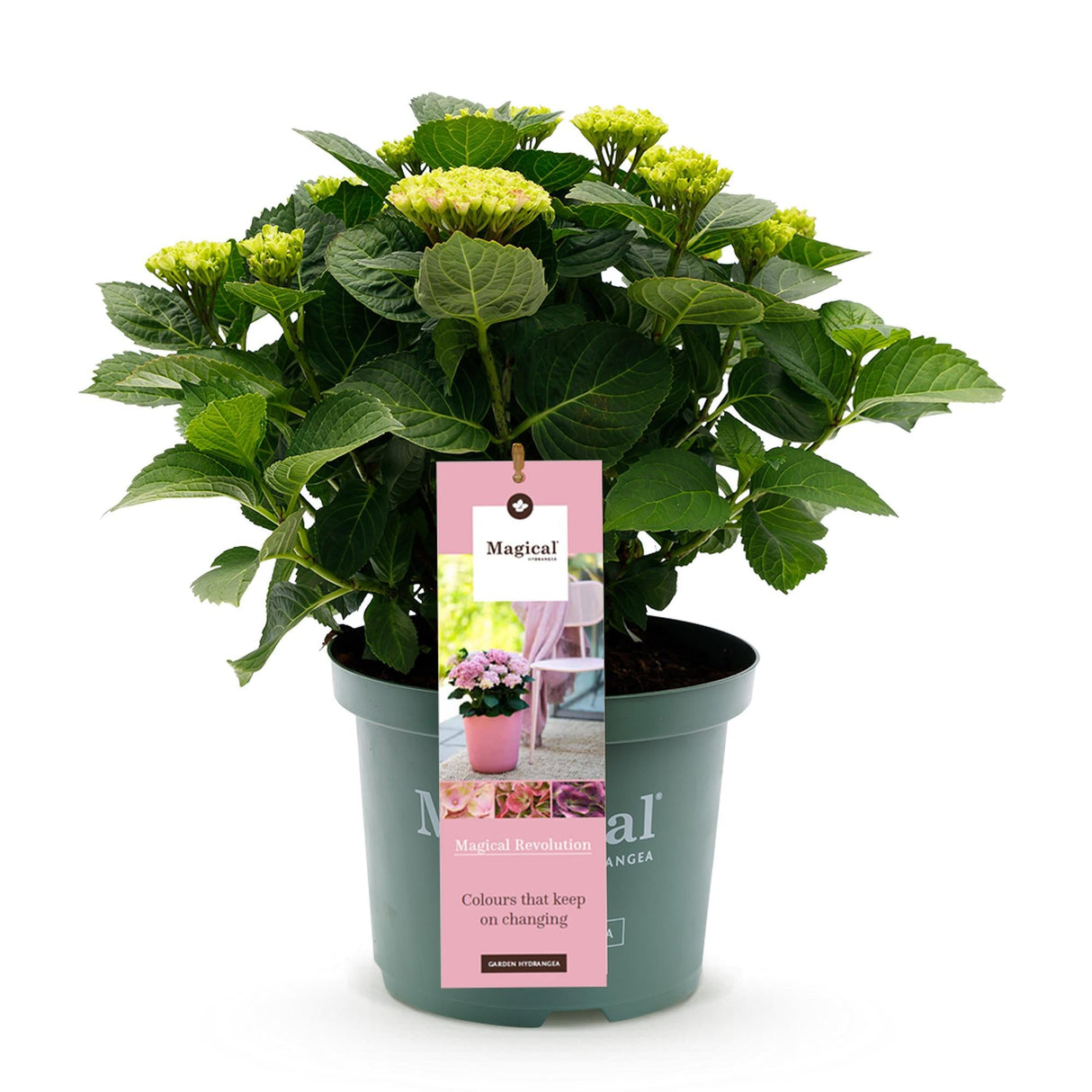 Livraison plante Hortensia Magical Revolution Pink – Hauteur 55 cm