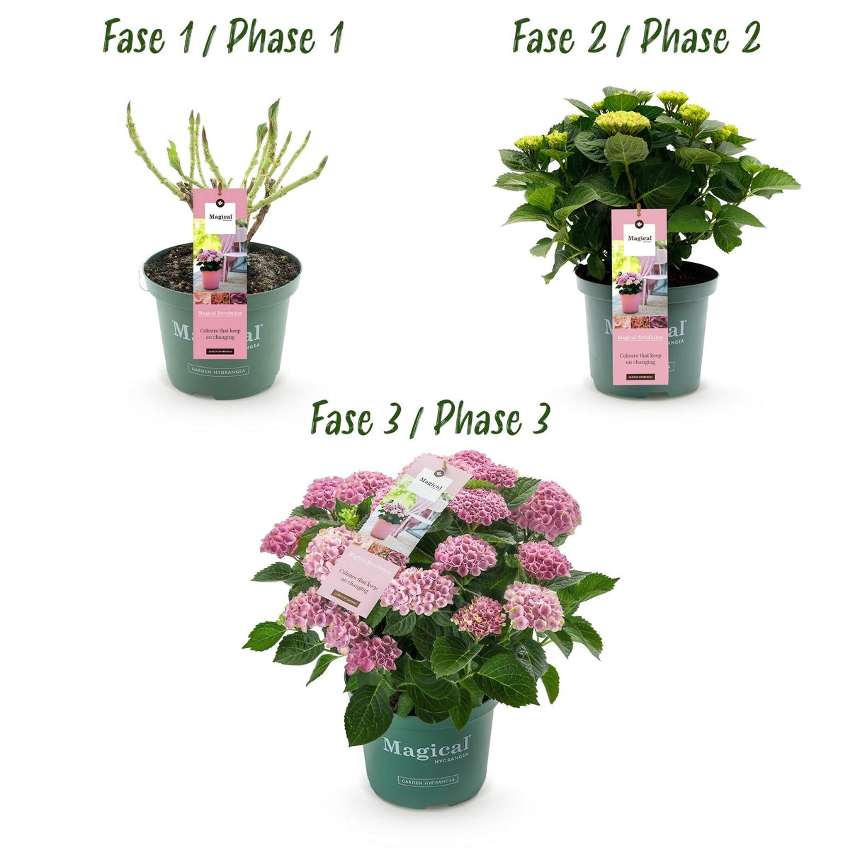 Livraison plante Hortensia Magical Revolution Pink – Hauteur 55 cm