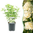 Livraison plante Hortensia Panniculata Limelight – Pot 17 cm – Hauteur 50 cm