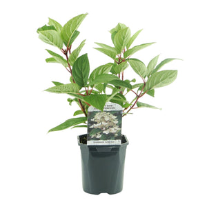 Livraison plante Hortensia Panniculata Wims Red – Lot de 3 – Hauteur 50 cm