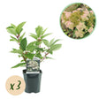 Livraison plante Hortensia Panniculata Wims Red – Lot de 3 – Hauteur 50 cm