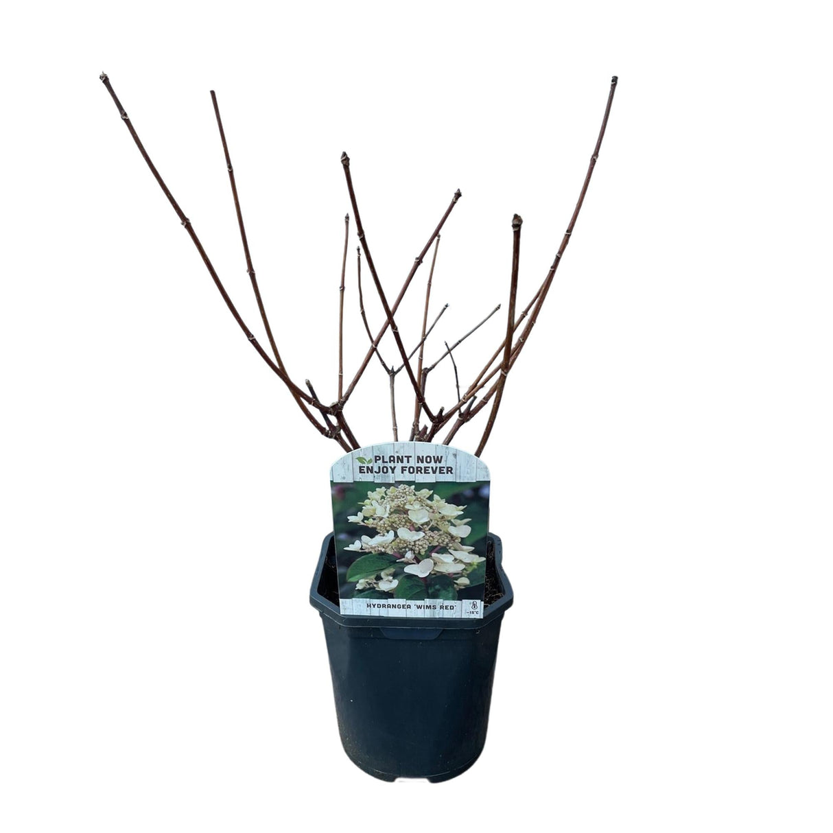 Livraison plante Hortensia Panniculata Wims Red – Lot de 3 – Hauteur 50 cm