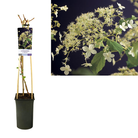 Livraison plante Hortensia petiolaris d17cm h75cm