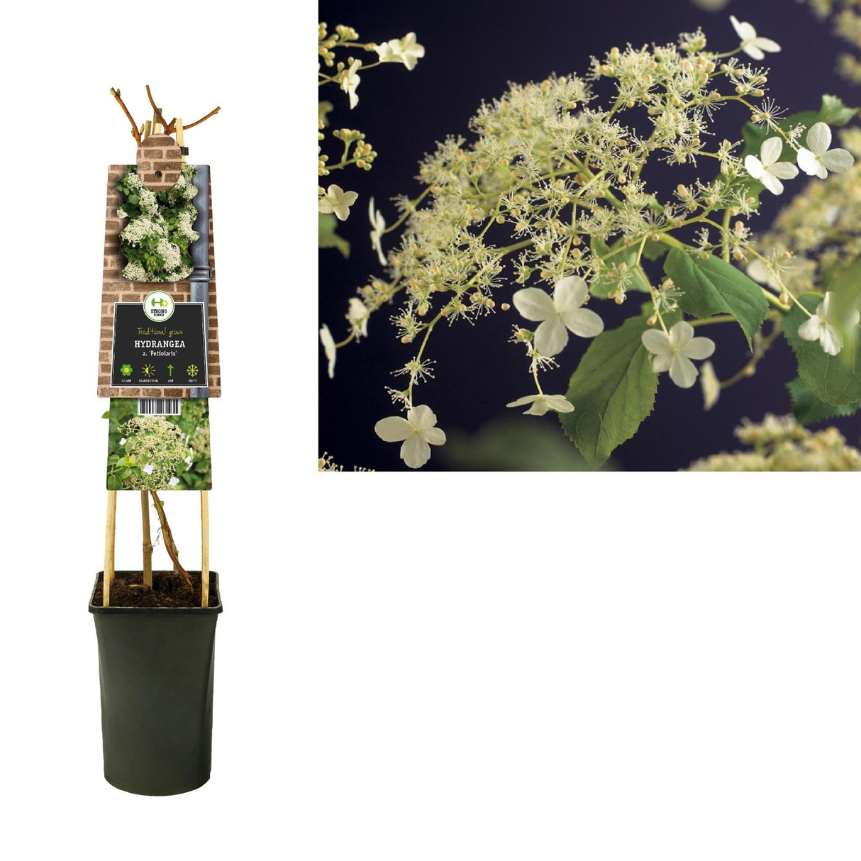 Livraison plante Hortensia Petiolaris d17cm h75cm