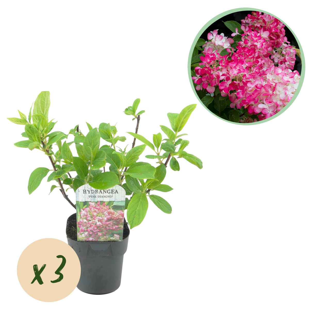 Livraison plante Hortensia Pink Diamond – Lot de 3 – Pot 17cm – Hauteur 50cm