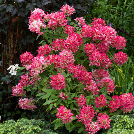Livraison plante Hortensia Pink Diamond – Lot de 3 – Pot 17cm – Hauteur 50cm