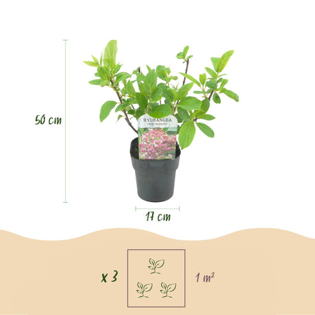 Livraison plante Hortensia Pink Diamond – Lot de 3 – Pot 17cm – Hauteur 50cm