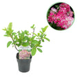 Livraison plante Hortensia Pink Diamond – Pot 17 cm – Hauteur 50 cm