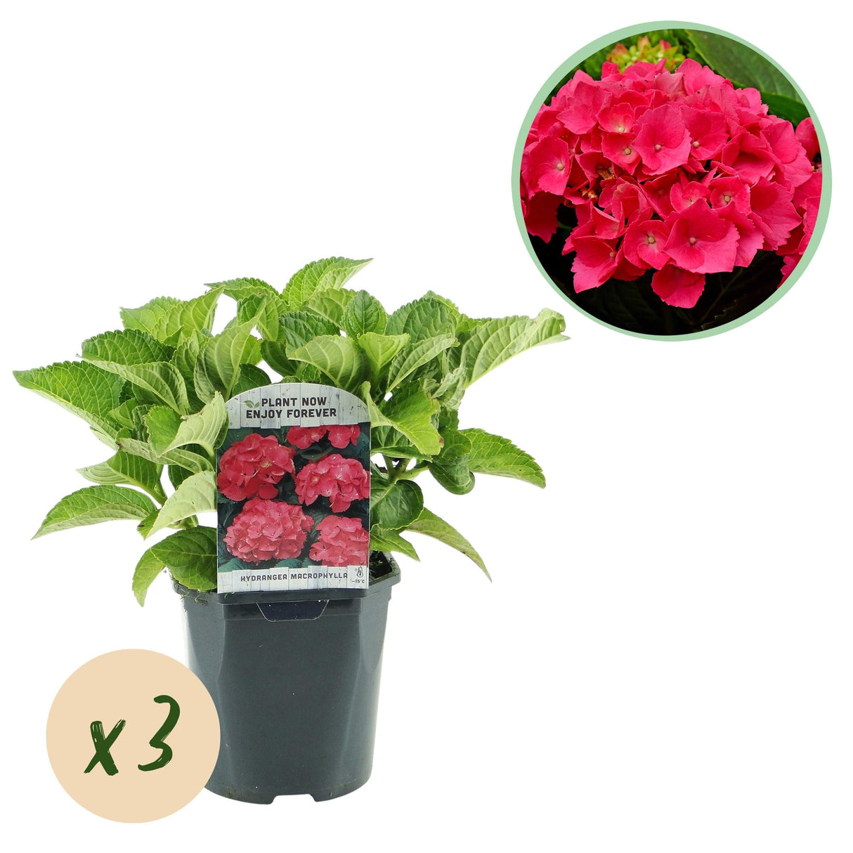 Livraison plante Hortensia rouge – Lot de 3 – Pot 17 cm – Hauteur 30 cm