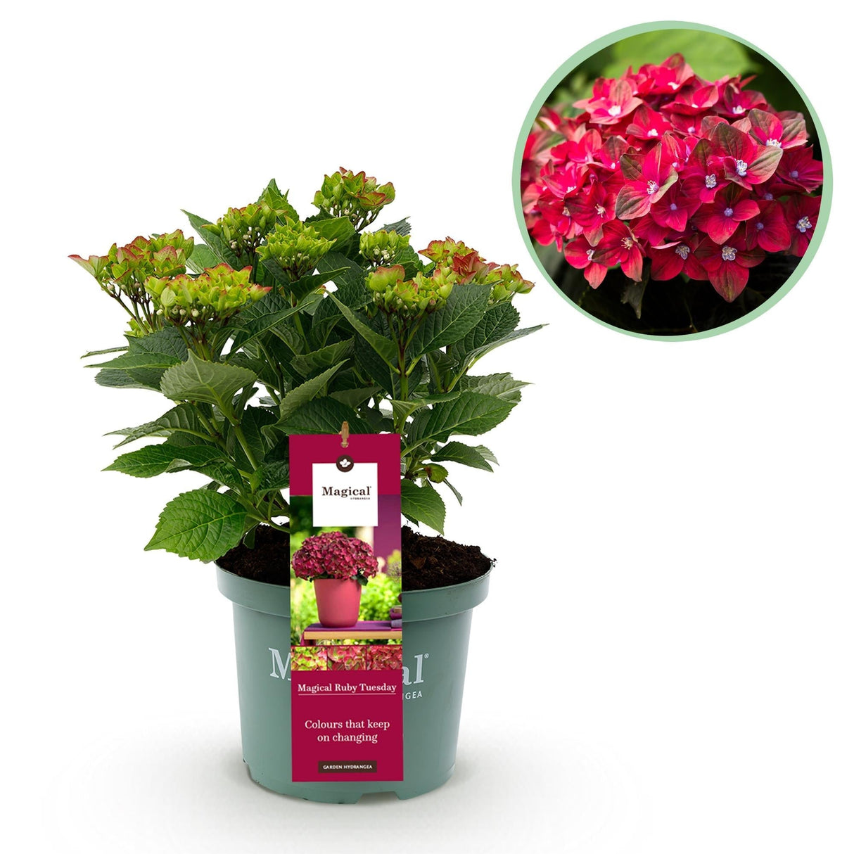 Livraison plante Hortensia Ruby en pot