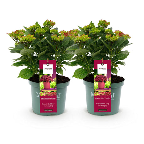 Livraison plante Hortensia Ruby Tuesday et Saphire – Lot de 2 – Pot 23 cm