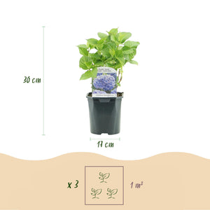 Livraison plante Hortensia Tricolour – Lot de 3 – Pot 17 cm – Hauteur 30 cm