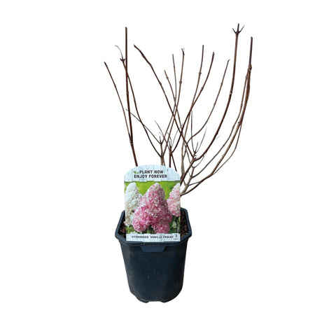 Livraison plante Hortensia Vanille Fraise – Lot de 1 – Pot 17 cm