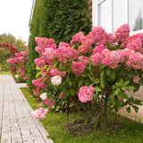 Rispenhortensie 'Vanille Fraise' - Verblüht anders