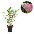 Livraison plante Hortensia Vanille Fraise – Lot de 1 – Pot 17 cm