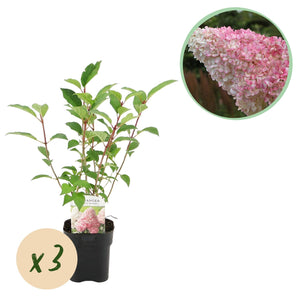 Livraison plante Hortensia Vanille Fraise x1