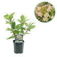 Livraison plante Hortensia Wims Red – Lot de 1 – Pot 17 cm – Hauteur 50 cm