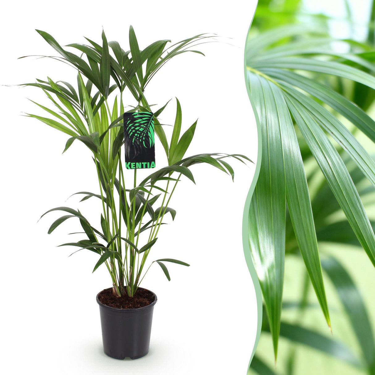 Livraison plante Howea Forsteriana d19cm H80cm