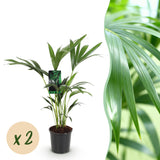 Livraison plante Howea Forsteriana Kentia