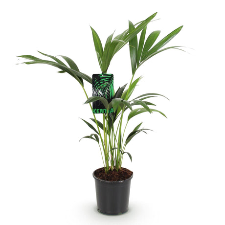 Livraison plante Howea Forsteriana Kentia d17cm H70cm