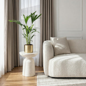 Livraison plante Howea Forsteriana Kentia d17cm H70cm