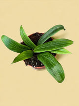 Livraison plante Hoya Soligamiana