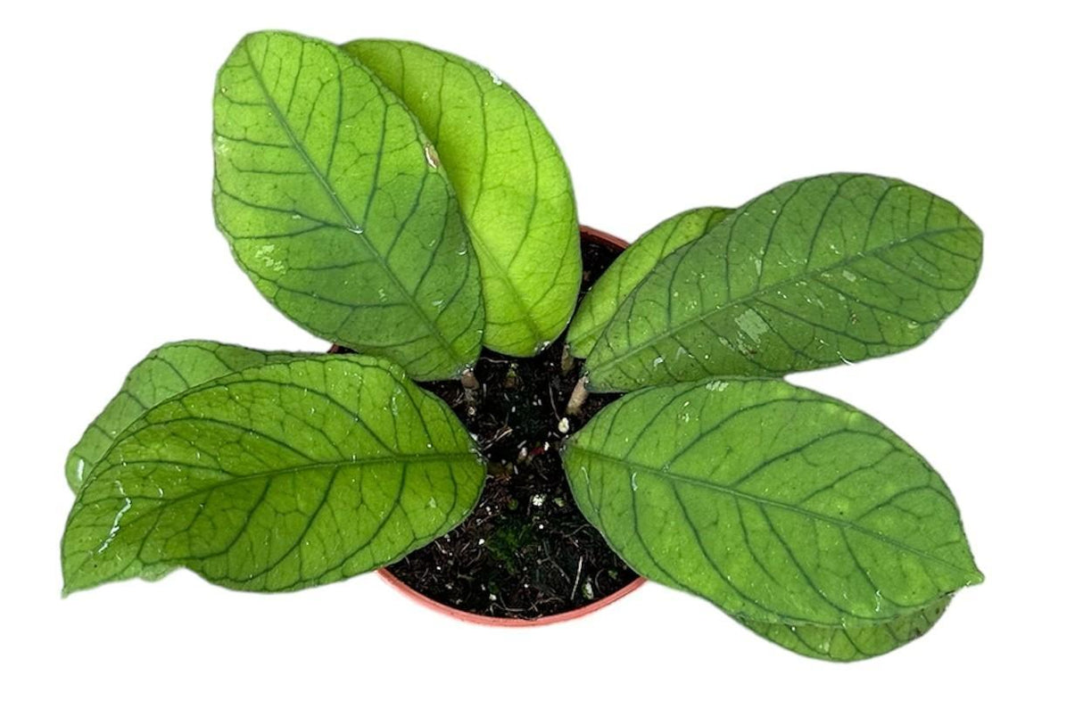 Livraison plante Hoya Sp Sabah