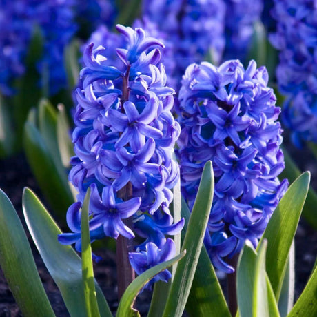 Livraison plante Hyacinthe 'Delft Blue' - 10 Bulbes - Taille 14/15