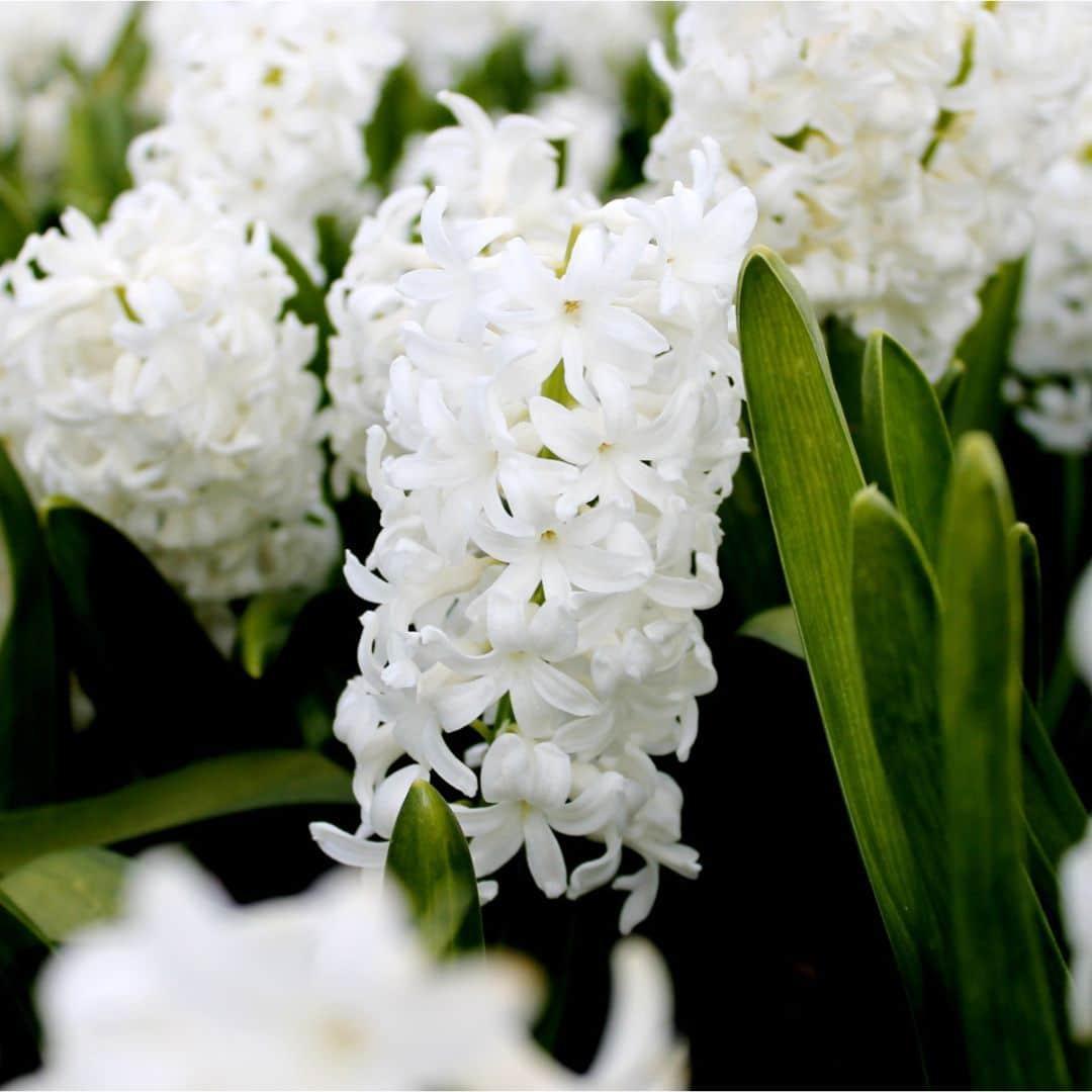 Livraison plante Hyacinthe 'Louvre' - 10 Bulbes