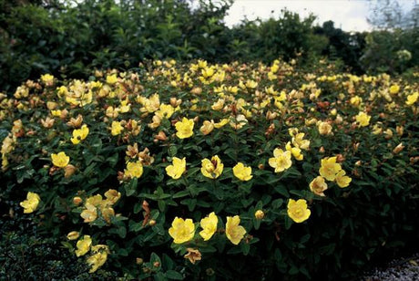 Livraison plante Hypericum dummeri Peter Dummer