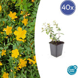 Livraison plante Hypericum dummeri Peter Dummer