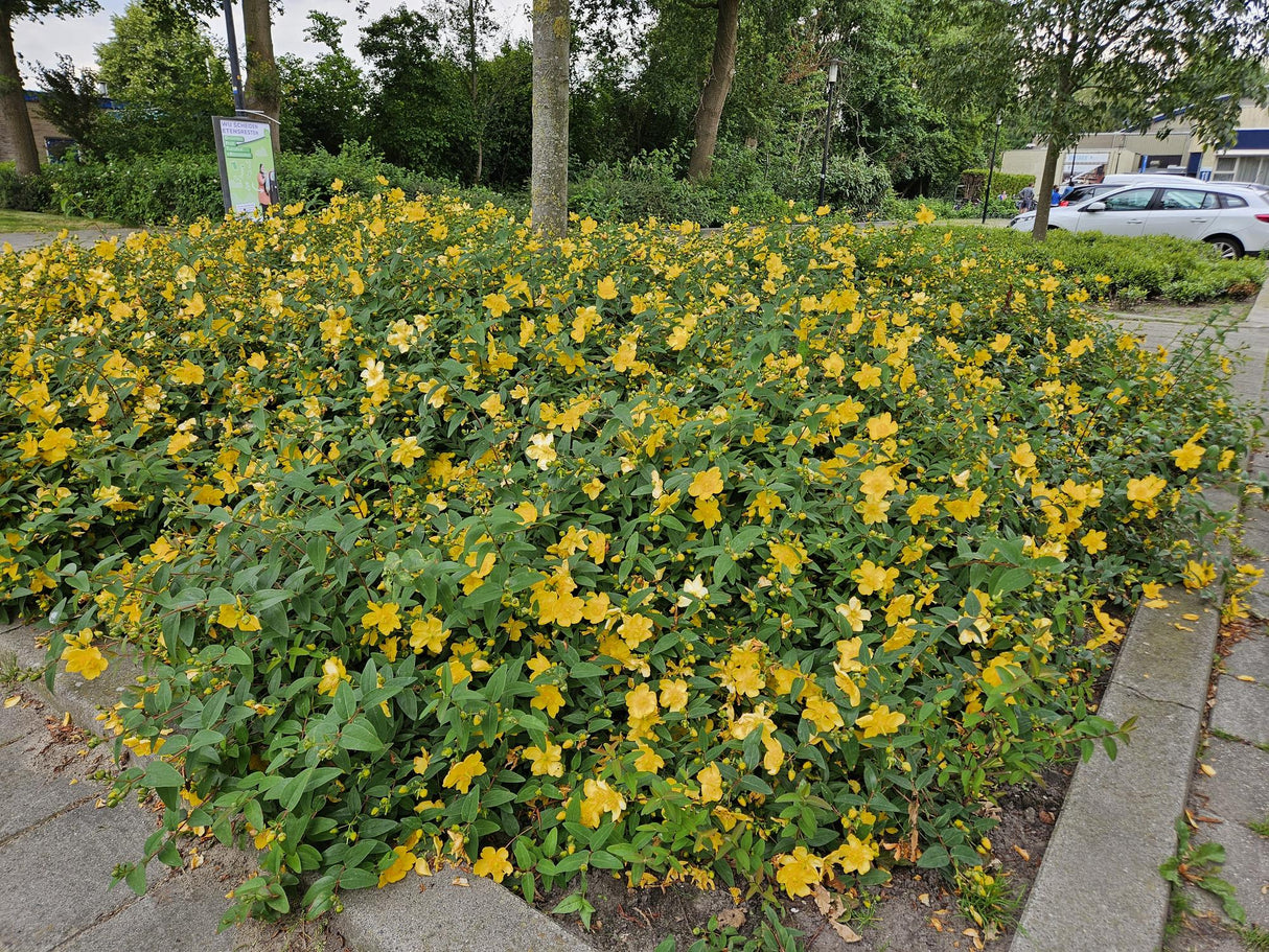 Livraison plante Hypericum - Millepertuis Hidcote