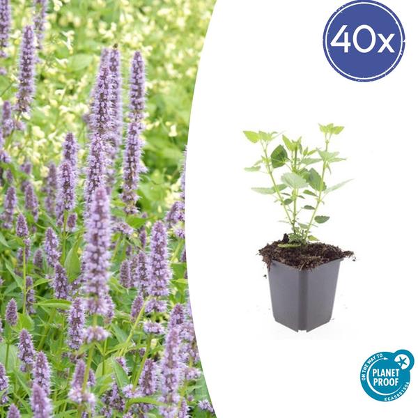 Livraison plante Hyssop géant Blue Fortune