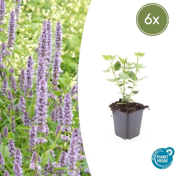 Livraison plante Hyssop géant Blue Fortune