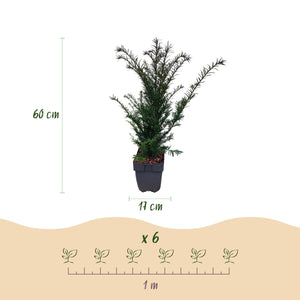 Livraison plante If Taxus baccata – Lot de 6 – Pot 17 cm – Hauteur 60 cm