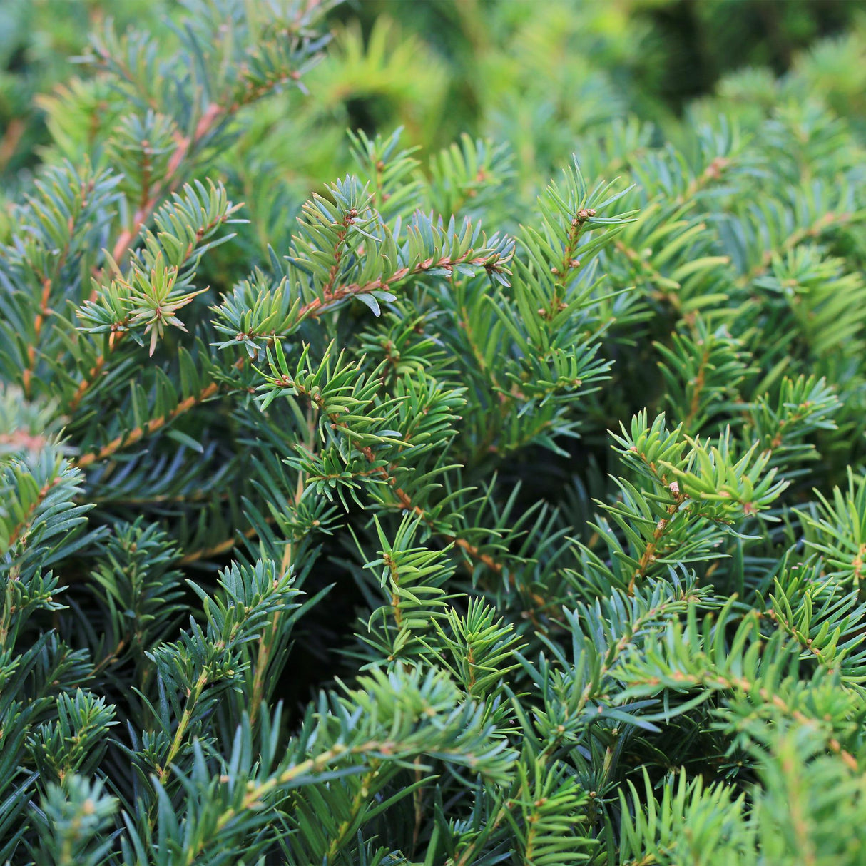 Livraison plante If Taxus baccata – Lot de 6 – Pot 17 cm – Hauteur 60 cm