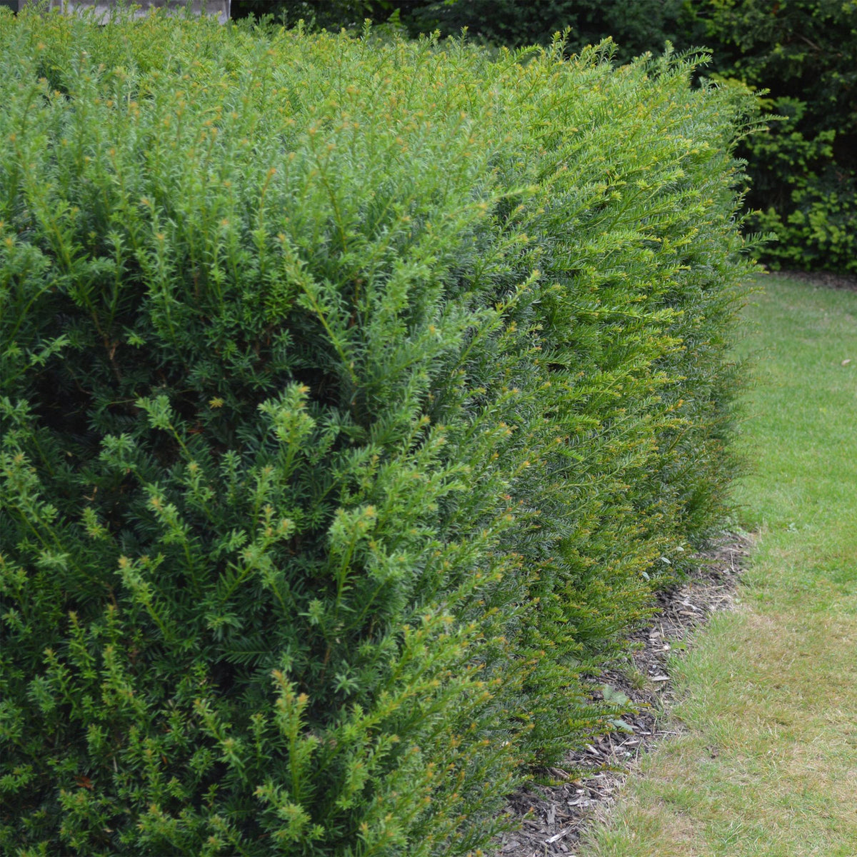 gemeine eibe hecke Eibe (Taxus baccata) - Immergrüne und winterharte Hecke