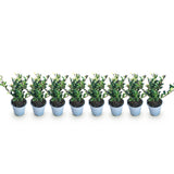Livraison plante Ilex crenata Caroline Upright – Lot de 8 – Pot 9 cm