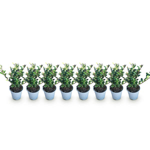 Livraison plante Ilex crenata Caroline Upright – Lot de 8 – Pot 9 cm