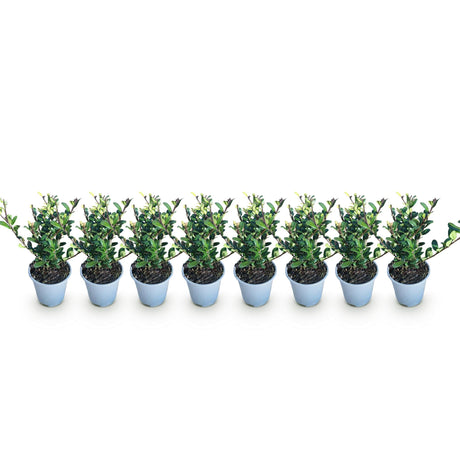 Livraison plante Ilex crenata Caroline Upright – Lot de 8 – Pot 9 cm