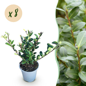Livraison plante Ilex crenata Caroline Upright – Lot de 8 – Pot 9 cm